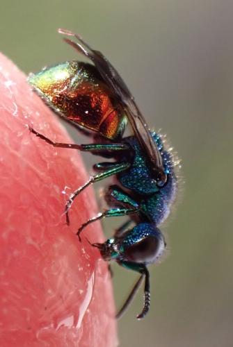 Pseudomalus auratus